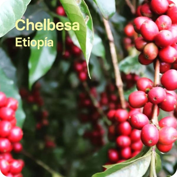 Chelbesa. Etiopía