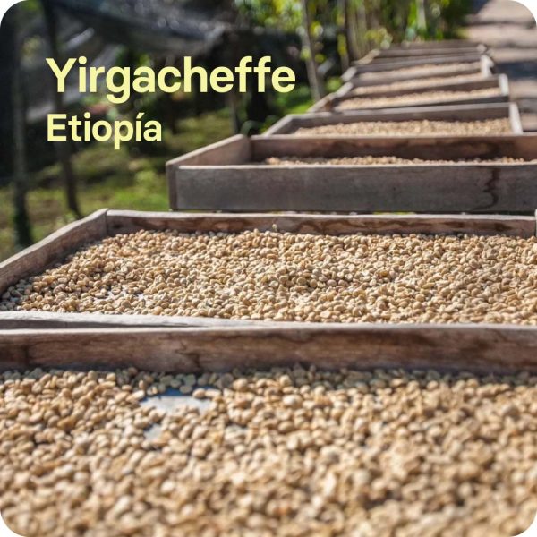 Yirgacheffe. Etiopía