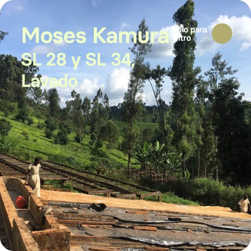 Moses Kamura, Kenia