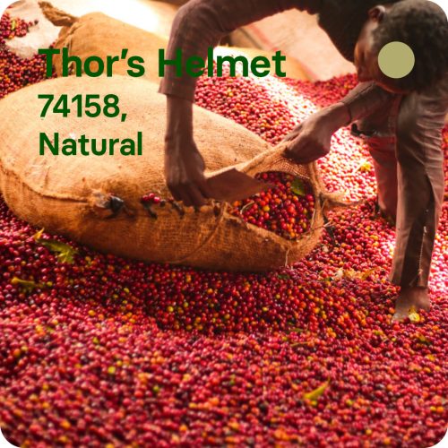 cafe especialidad harmony thor etiopía natural filtro