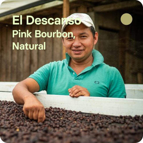 cafe especialidad natural pink bourbon colombia