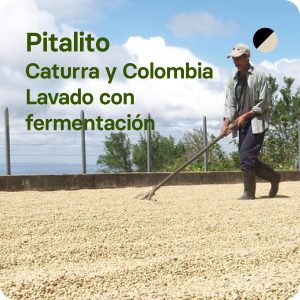 pitalito cafe de especialidad