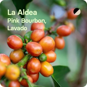 café especialidad pink bourbon colombia