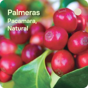 cafe de especialidad palmeras