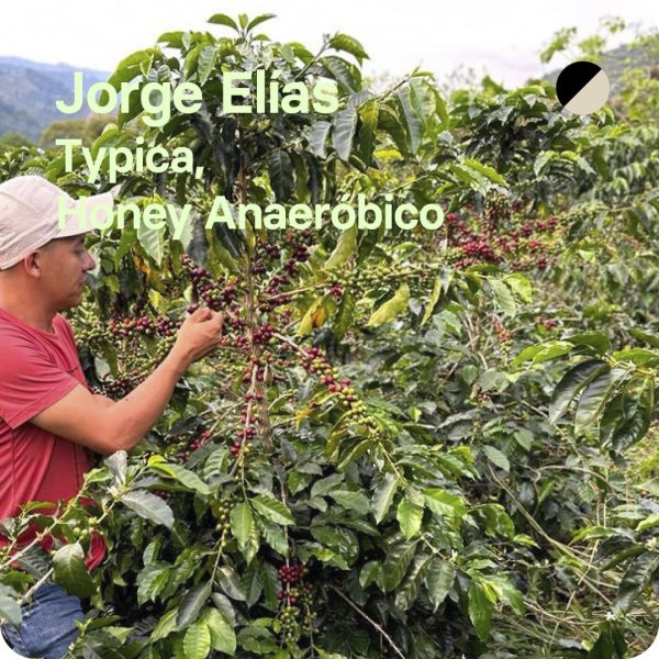 café de especialidad typica