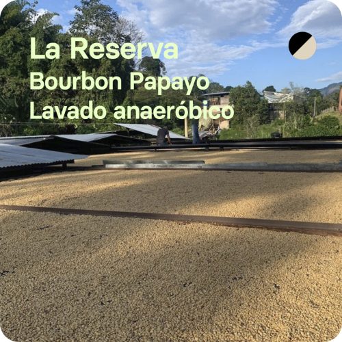 Café de especialidad Bourbon Papayo