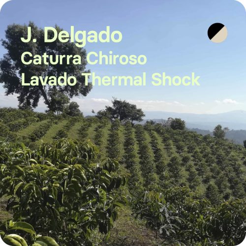 Café de especialidad J.Delgado