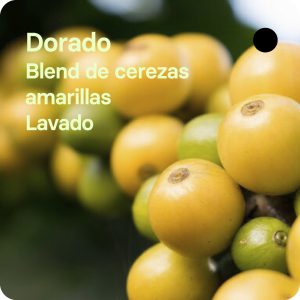 Café de especialidad