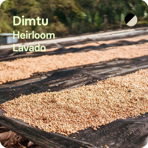 Café de especialidad de dimtu