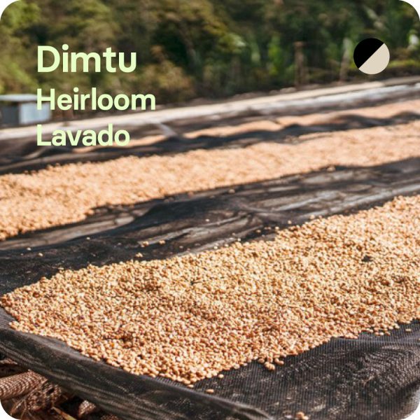 Café de especialidad de dimtu
