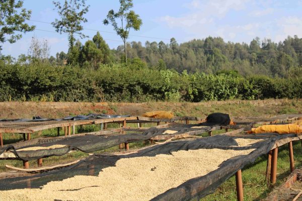 Nyeri, Kenia - Imagen 2