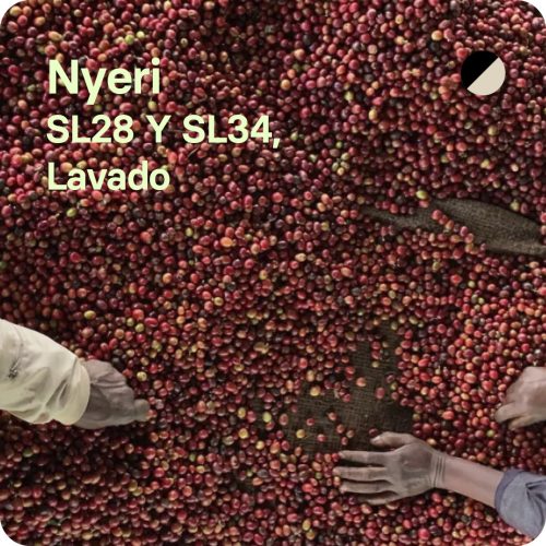 Café de especialidad de Nyeri