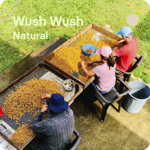 Café de especialidad Wush Wush