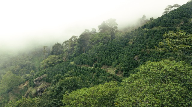 El Nido, Costa Rica - Imagen 2