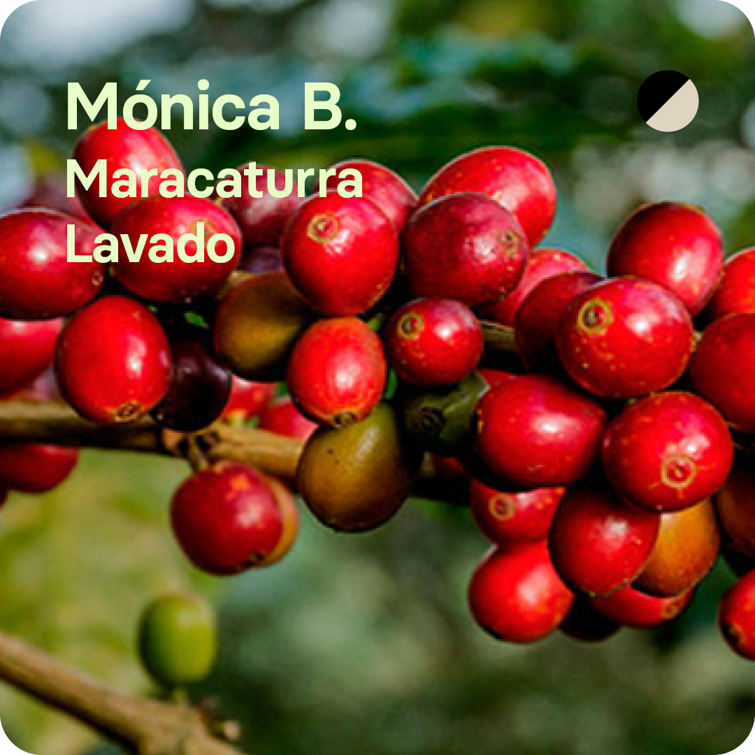 CAFÉ DE ESPECILAIDAD de Mónica