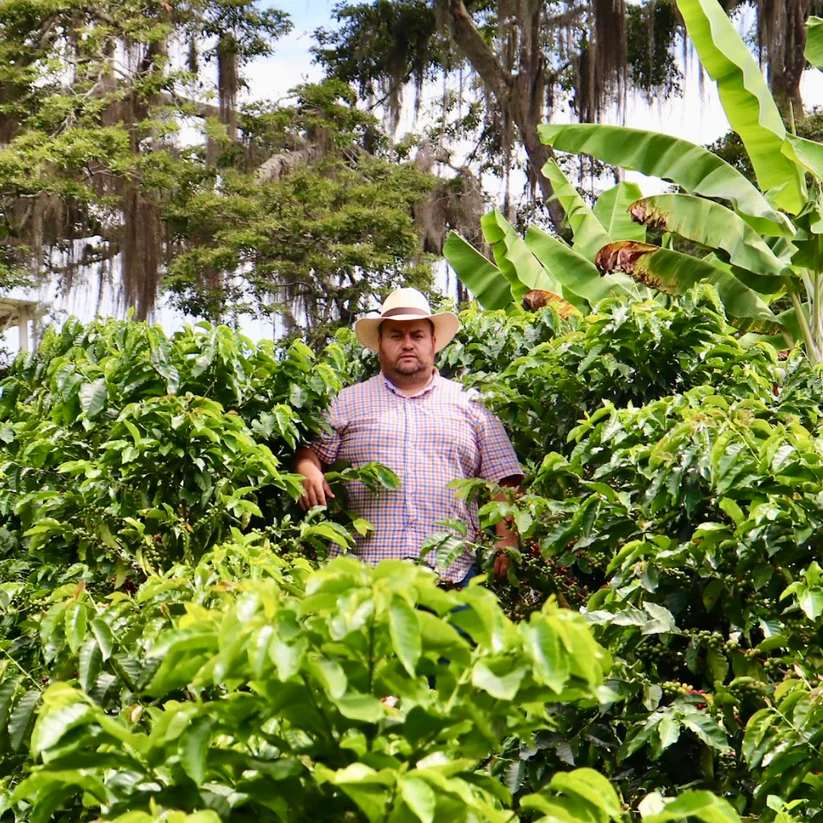 café de especialidad de brisas del táchira