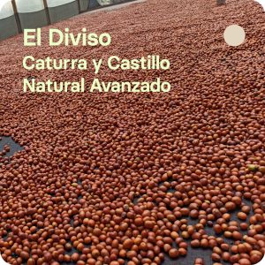 Café de especialidad de El Diviso