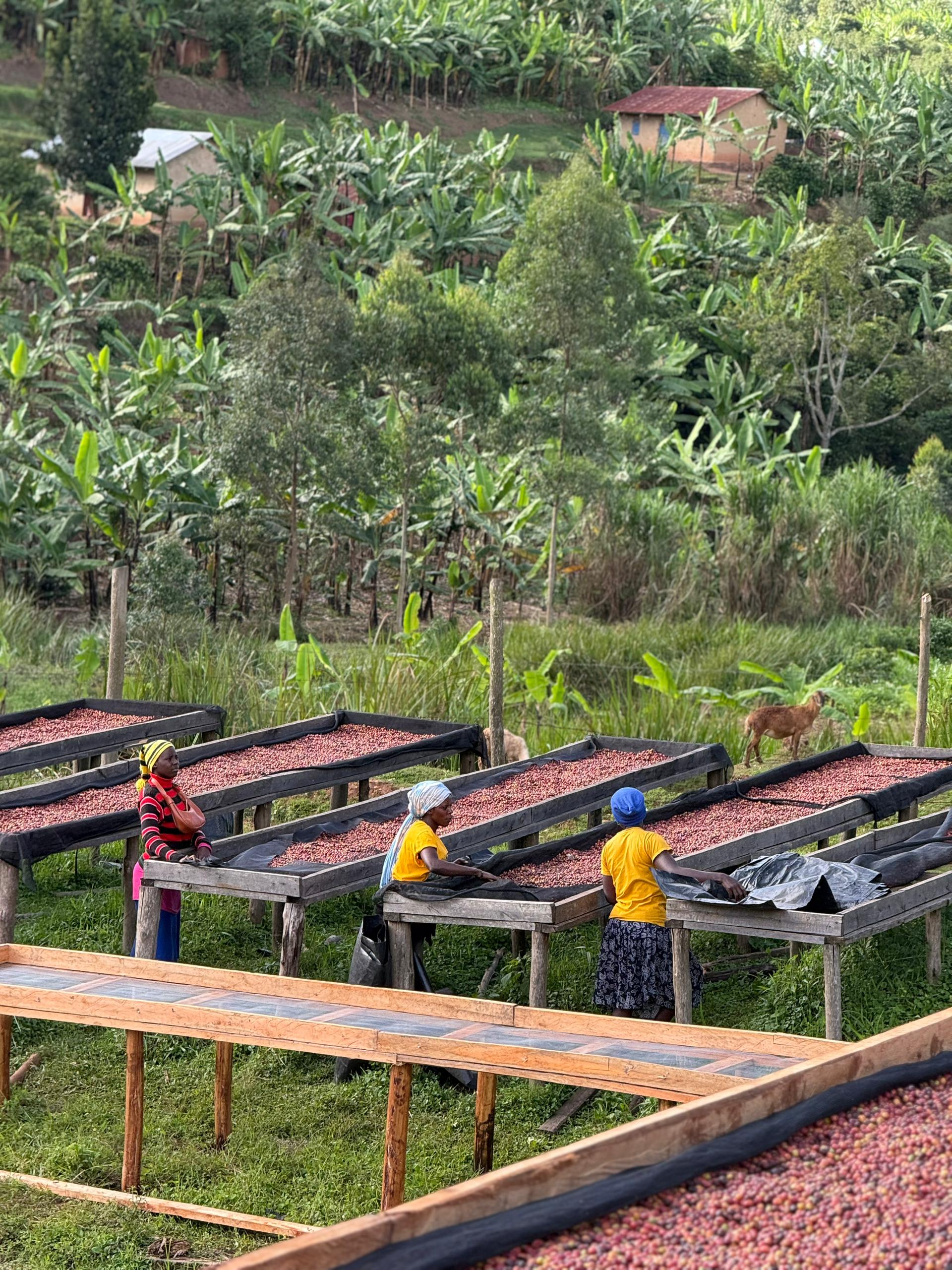 Kigezy, Uganda - Imagen 2