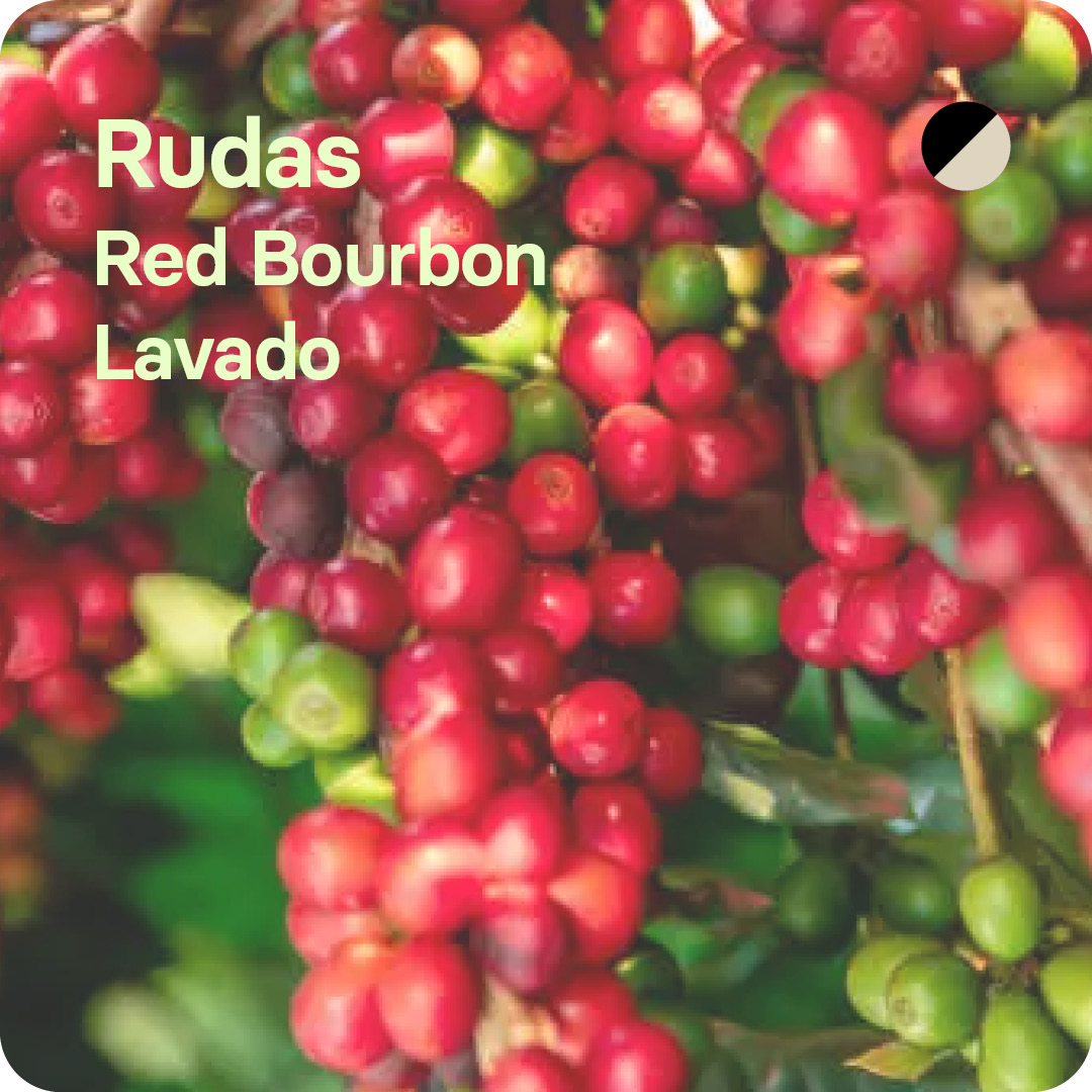 Café de especialidad Rudas